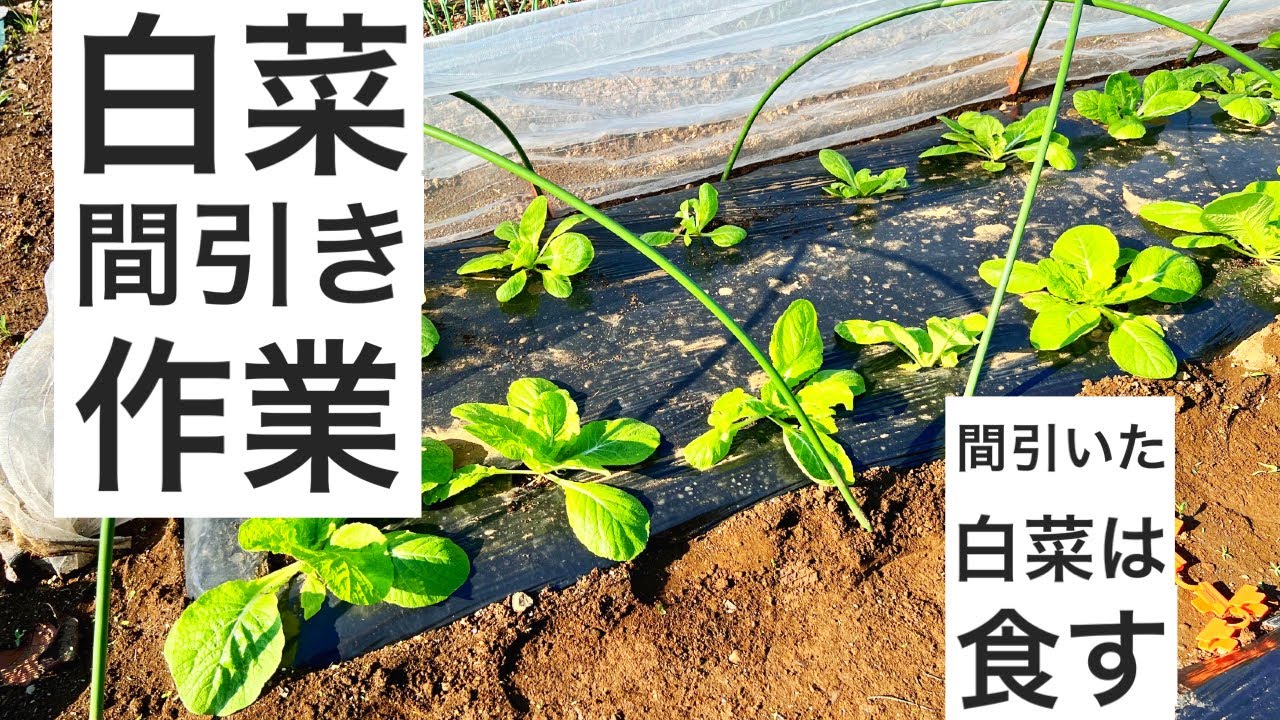 白菜の苗の間引き作業|2株ずつ植えてたので1つを間引きます - YouTube