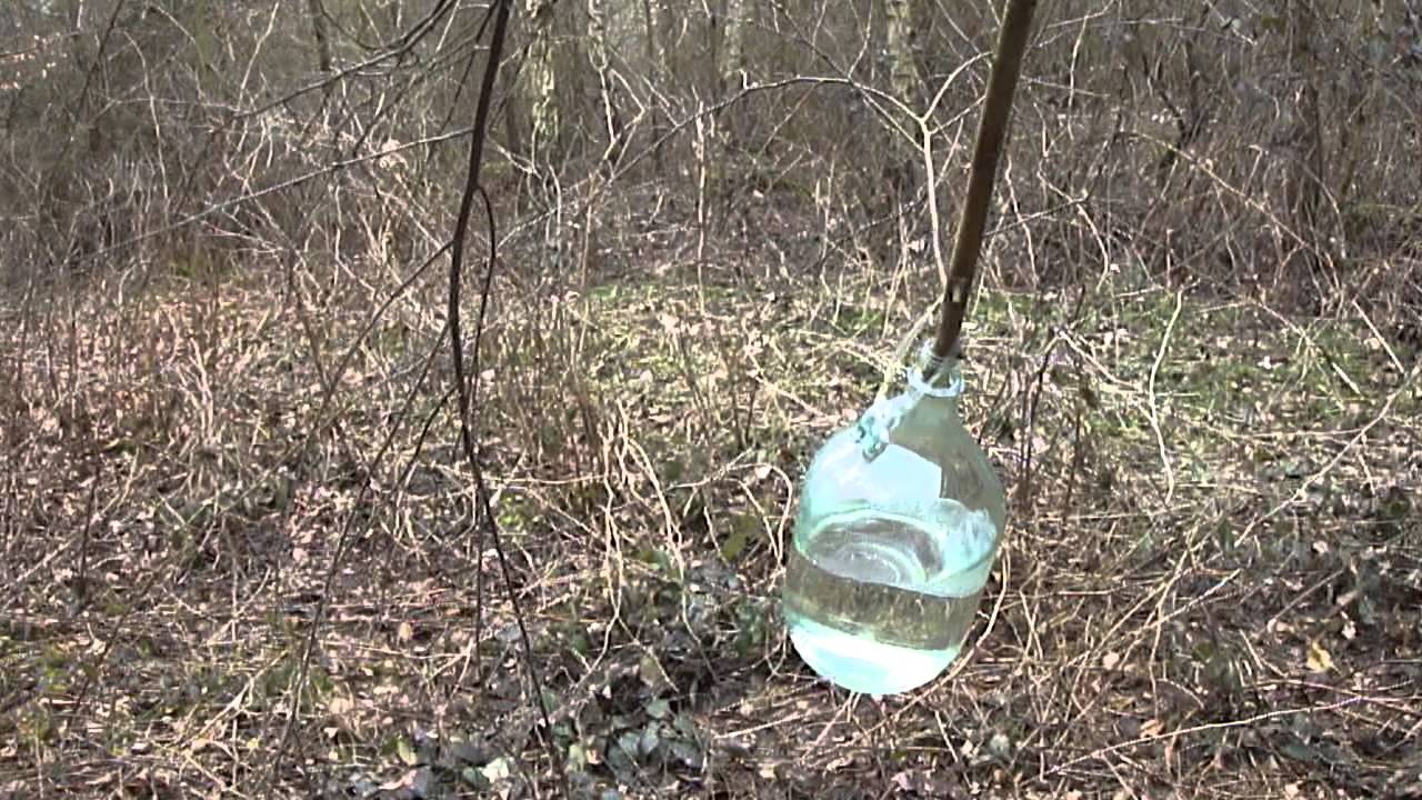 Birkensaft zapfen mit Ast-Methode, 5-Liter Flasche!