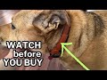 My honest dog mom review of Wondercide dog collar for flea tick and mosquito