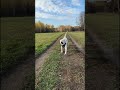 Новосибирск. Золотая осень 2023. Пёс Генри летит над полем