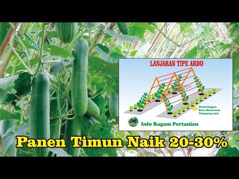 Video: Menanam Mentimun Di Kebun Dan Di Tong