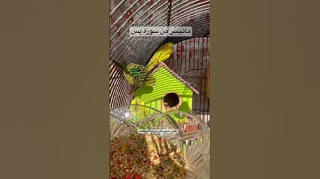 #سورة_يس قلب القرآن #قرآن #العراق #طيور #البادجي #quran #birds #budgies #lovebirds #america #texas