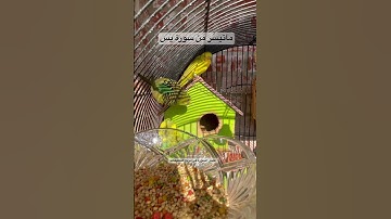 #سورة_يس قلب القرآن #قرآن #العراق #طيور #البادجي #quran #birds #budgies #lovebirds #america #texas