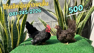 ไก่แจ้หนุ่มสาวขาสั้นหาบ้านใหม่