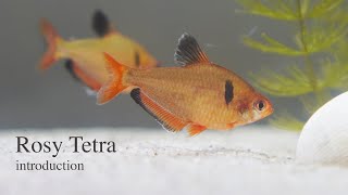 Serpae Tetra - Introduction