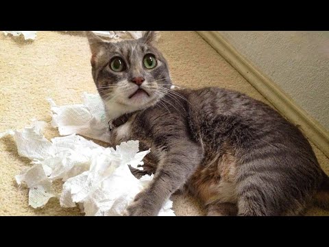 🤣 Funniest 🐶 Dogs And 😻Cats - Try Not To Laugh - Funny Pet Animals' Life 😇