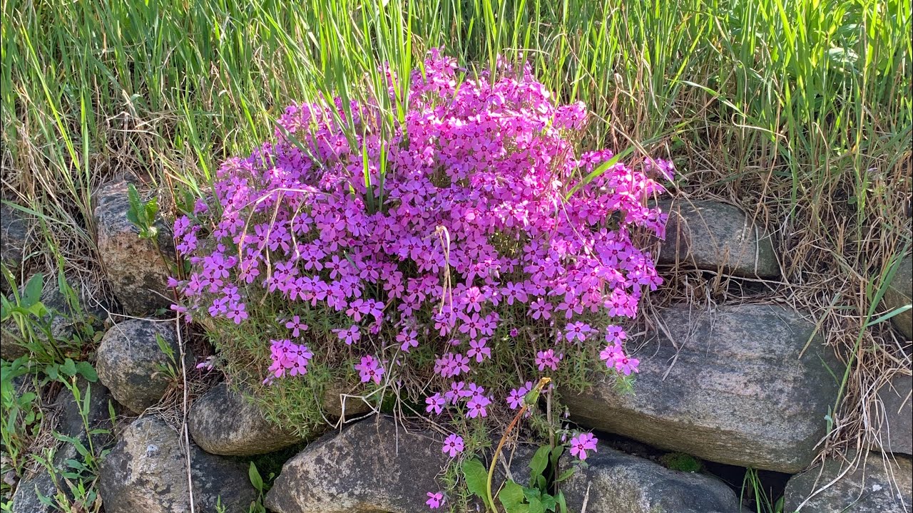 Spring Blooms 2024🌷 - YouTube