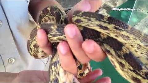 Rattlesnake and gopher snake...do you know the difference? #ebrpd Naturalist Ashley Elliott @ Black