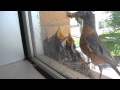 Time-Lapse of Robin's nest from June 17th to July 11th.
