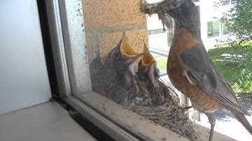 Time-Lapse of Robin