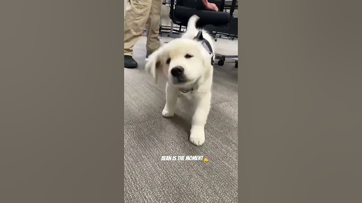 Meet Boston University’s Comfort Dog, Bean! #dog #puppy #cute