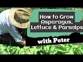 How to grow asparagus lettuce and parsnips  peter seabrook