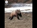 Animals in the Wild | Grizzly Bear Running