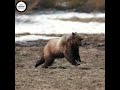 Animals in the Wild | Grizzly Bear Running
