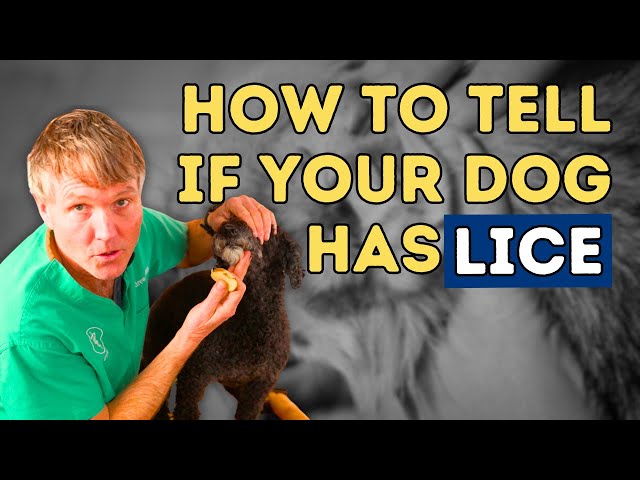 Dog Lice: A Guide to Symptoms, Prevention, and Treatment 3 sddefault
