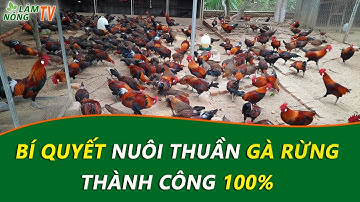 Bật Mí Kỹ thuật Nuôi Gà Rừng Làm Giàu Hiệu Quả | Cách Nuôi Gà Rừng Thả Vườn