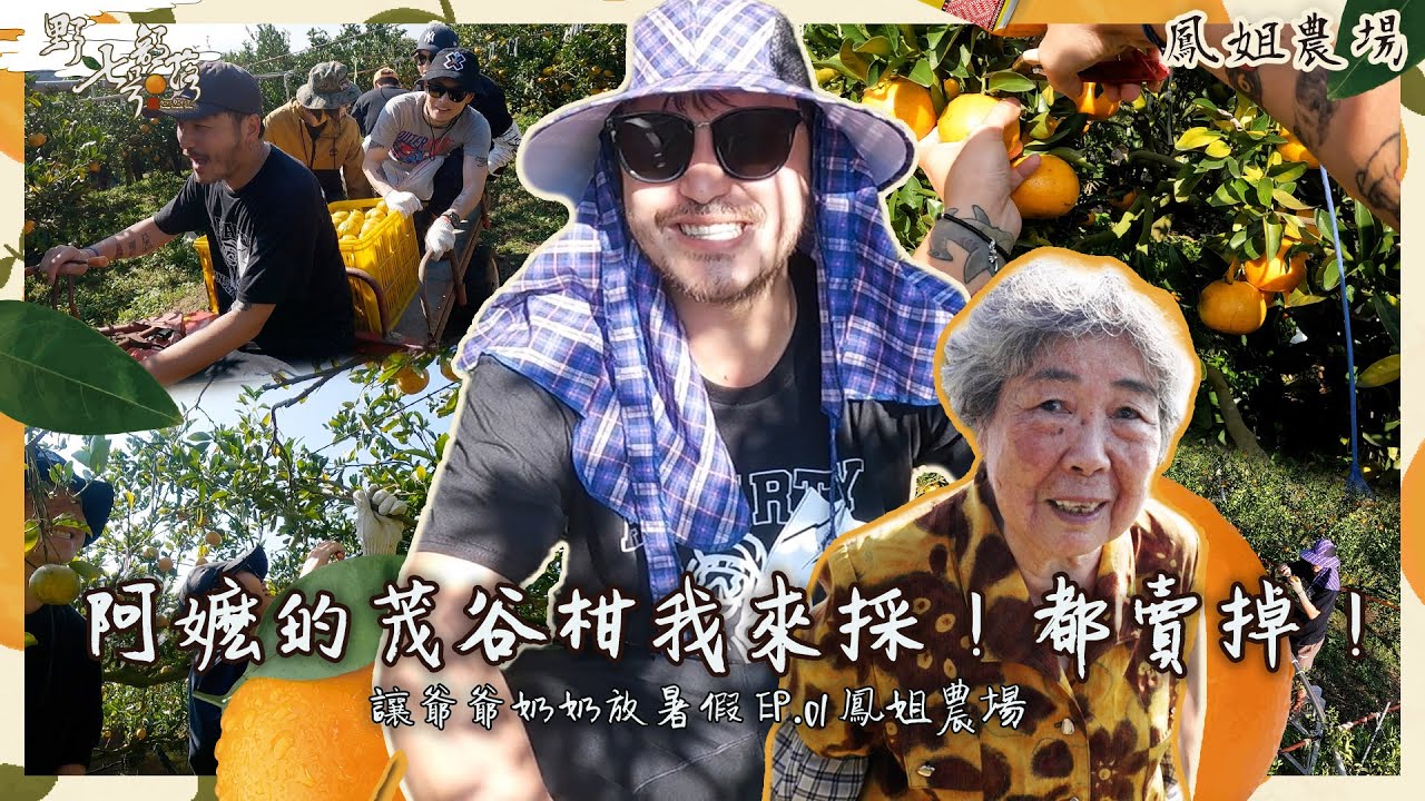 一起幫阿嬤採柑橘！零八三八三夭採收的八三阿嬤的茂谷柑！！！【讓爺爺奶奶放暑假EP01】 Feat. @we_are_831 ​