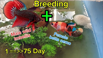 Try breeding wild male betta with female betta nemo | Nguyen Tuan Betta