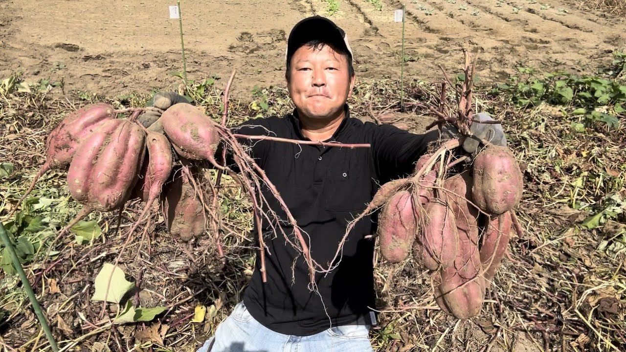 A revolutionary method for growing sweet potatoes doubled the