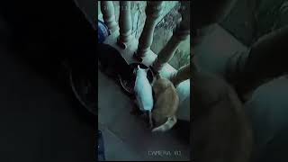 3 cats of different colors attack you at the same time #cat #catshorts