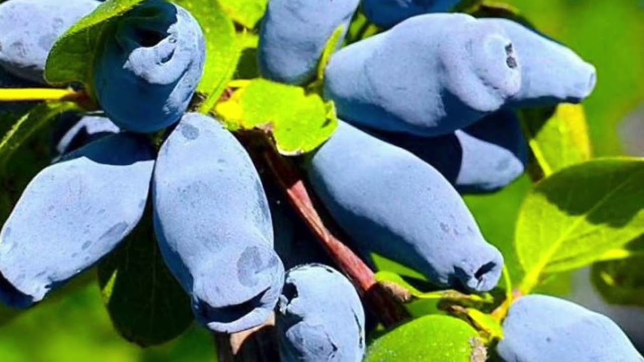 Мій топ 7 сортів жимолості на осінь. Жимолость. Ягоди. Сорти жимолості на які варто звернути увагу