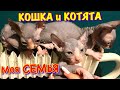 МАМА КОШКА и КОТЯТА БРАТЬЯ 😻 Уникальные семейные кадры