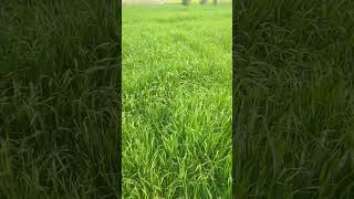 گندم کی کاشت #کسان #kisan #foryou