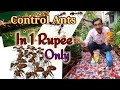 How to control Ants in your garden in just Rupee 1 only