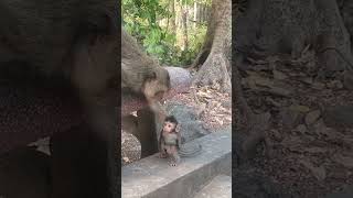 Baby monkey walking around