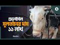 প্রতিদিন হাজার টাকার খাবার খায় সুলতান | Gazipur Big Cow Sultan | The Business Standard
