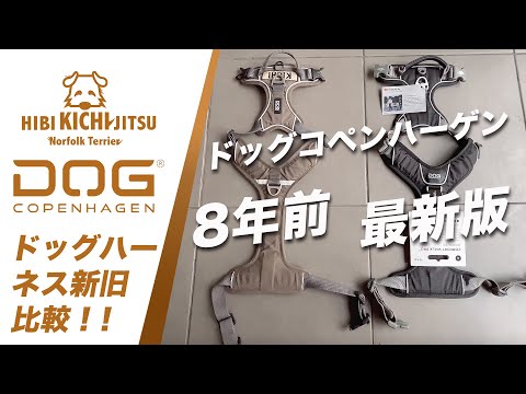 愛犬キチ  DOG COPENHAGEN HARNESS 買い替え【 dog ノーフォークテリア norfolkterrier ハーネス 】