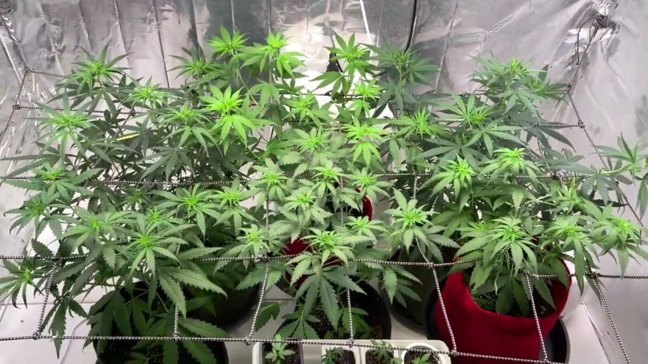 INICIO DE FLORA + A IMPORTÂNCIA DA REDE SCROG