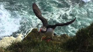 Iceland 2015 trip: Reykjavik-Akureyri-Látrabjarg-Reykjavik