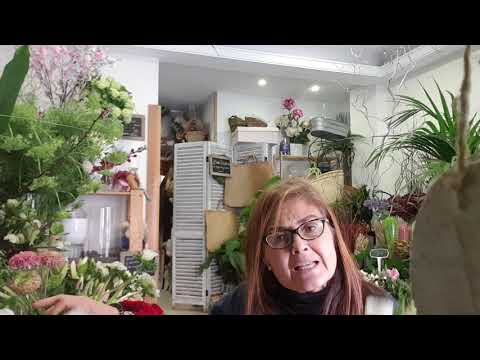 Video: Anémonas Blancas (18 Fotos): Anémonas De Terry Perennes, Flores De Jardín Y Bosque. Plantarlos Y Cuidarlos Al Aire Libre