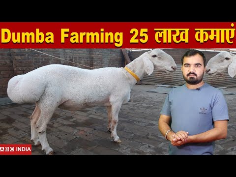 Dumba Farming | 25 Lakh yearly कमाएं | बढ़ रही मांग | Turkey Dumba | Kurbani Dumba | Dumba palan