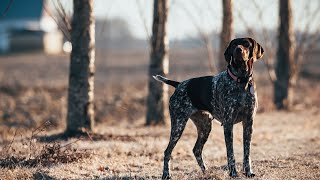 How the German Wirehaired Pointer is Perceived Across Cultures