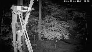 Barred Owl, Leesville Owls Live Stream