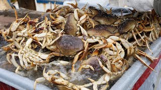 Crabbing the Oregon Coast (GoPro in Crab Trap)