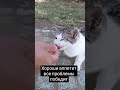 Смешная кошка с хорошим аппетитом #cat #котик #кот #животные