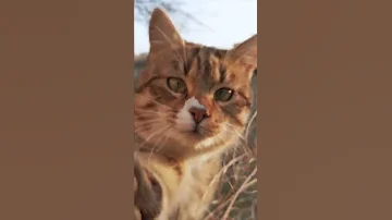 Почему кот приносит мышей хозяину ? #Shorts