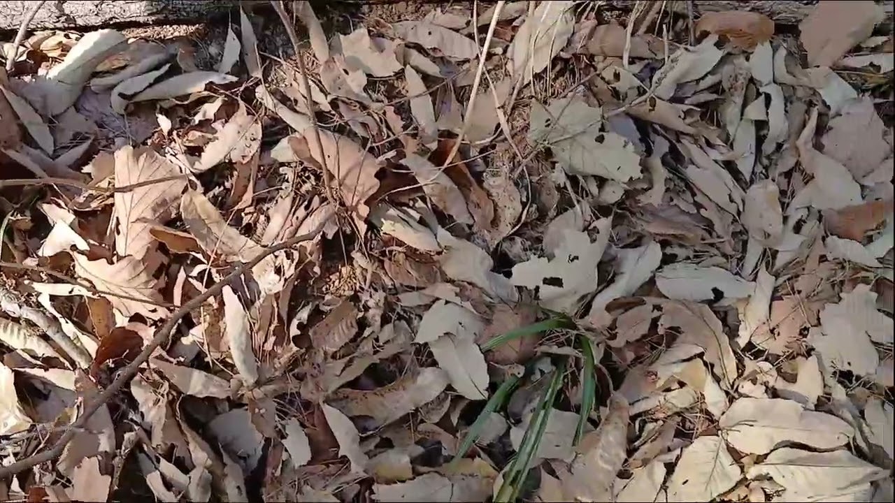 호연지기 tv  산채일기(2026 2 3) 안금산행