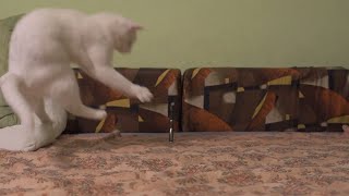 CAT jumps to catch the laser | Stop the LASER | Fun times with white tom cat @Catville #catvideos by Catville upon Purr 141 views 3 years ago 53 seconds