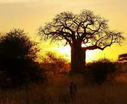Baobab