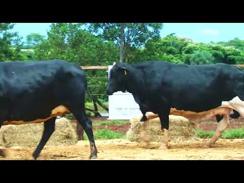 LOTE 83  9245 CB, 9249 CB, 9250 CB