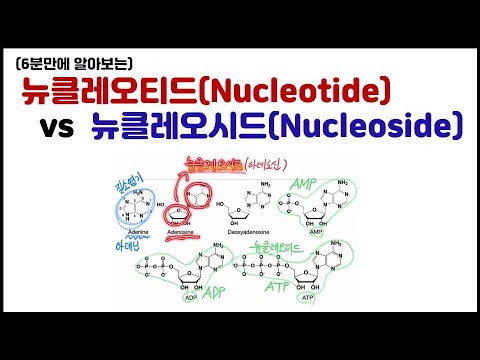 [거대분자] 3.21 핵산 - 뉴클레오티드 vs 뉴클레오시드 차이 (아데닌, 아데노신, ATP)