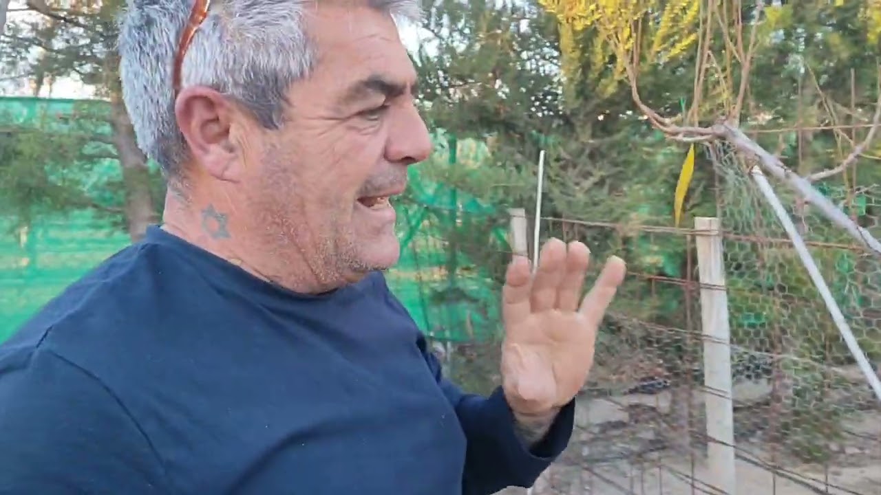 Poda del ciruelo en nuestro huerto.