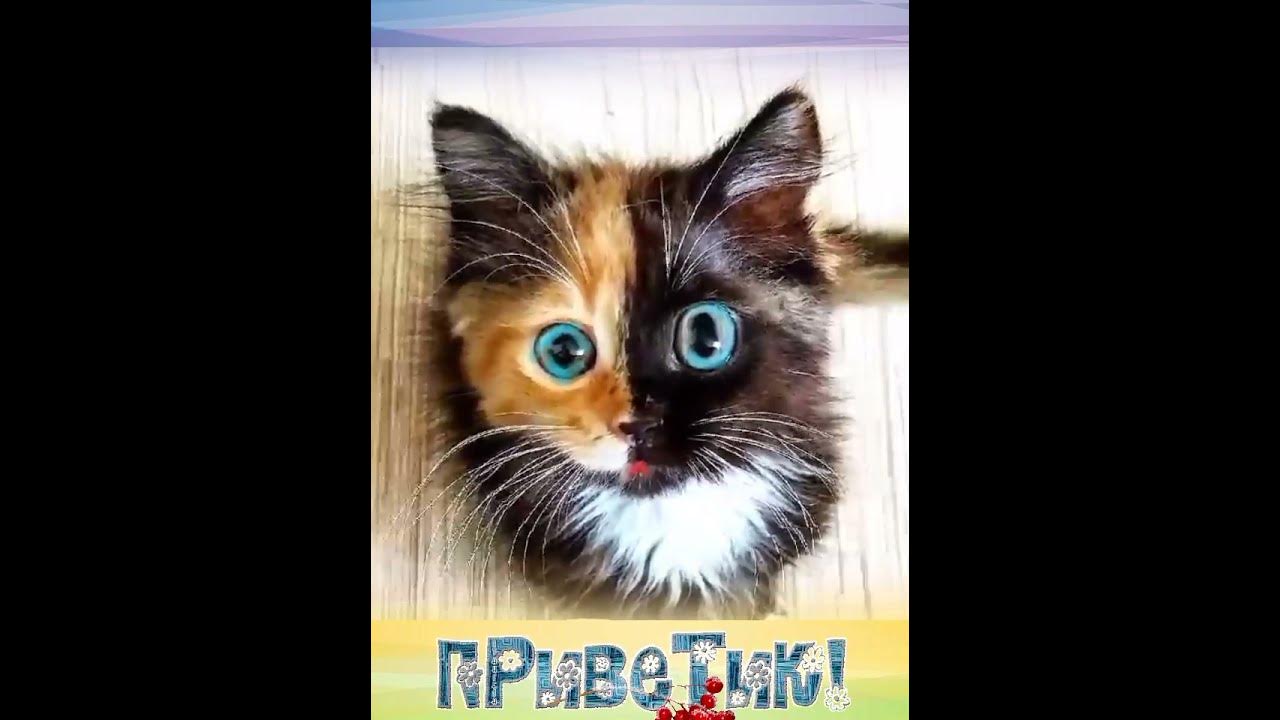 МИЛЕНЬКИЙ ТЫ МОЙ, ВОЗЬМИ МЕНЯ С СОБОЙ! #коты #кошки #котики - YouTube