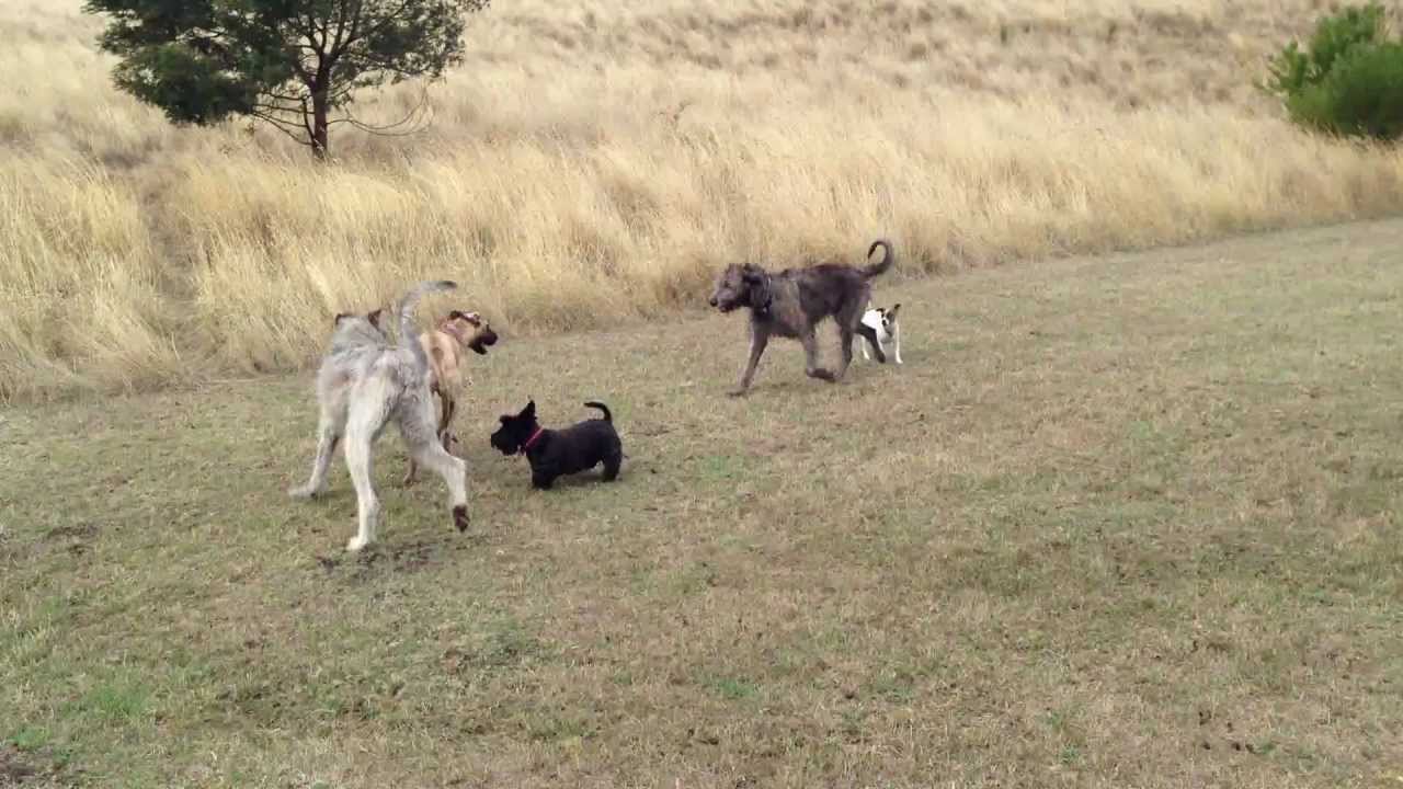 2 Irish Wolfhounds, a Great Dane, a Scottish Terrier and a Jack Russell