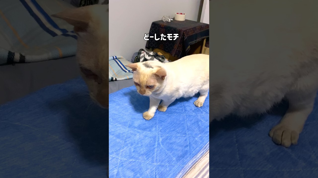 モチの身にたまに起きる不思議な汚れ