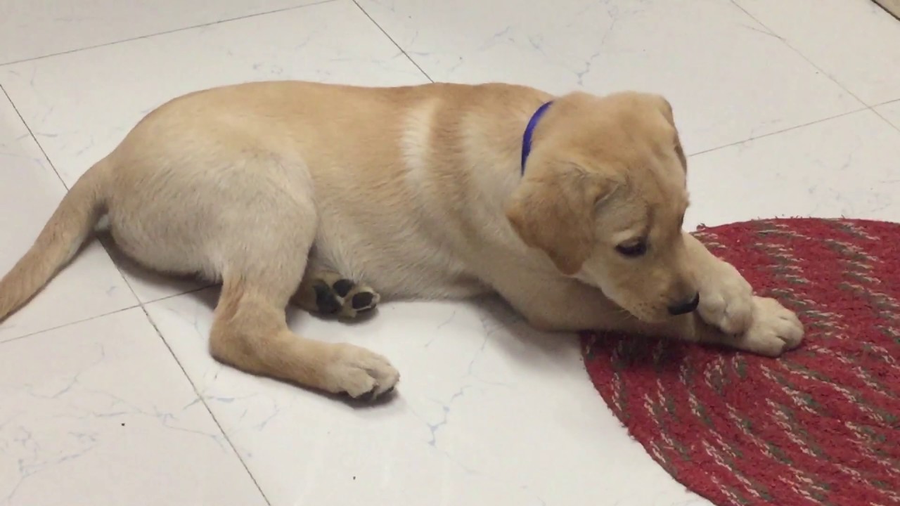 labrador puppies 2 months old